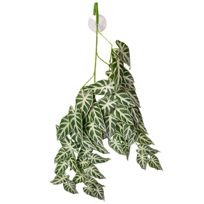 Reptile One Plant Hanging Alocasia Green W/suction Cup 70cm