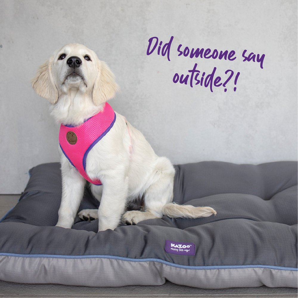 Kazoo Harness Soft Active Toy/puppy Bloom Burst