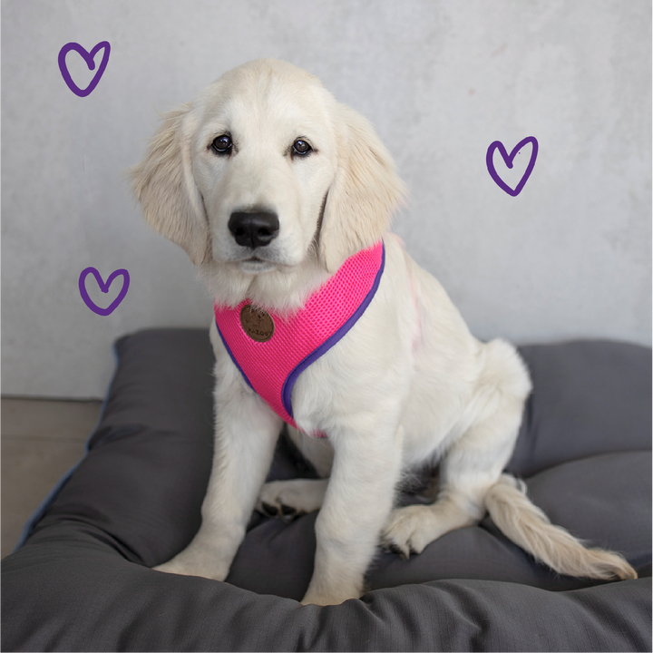 Kazoo Harness Soft Active Xxs Bloom Burst