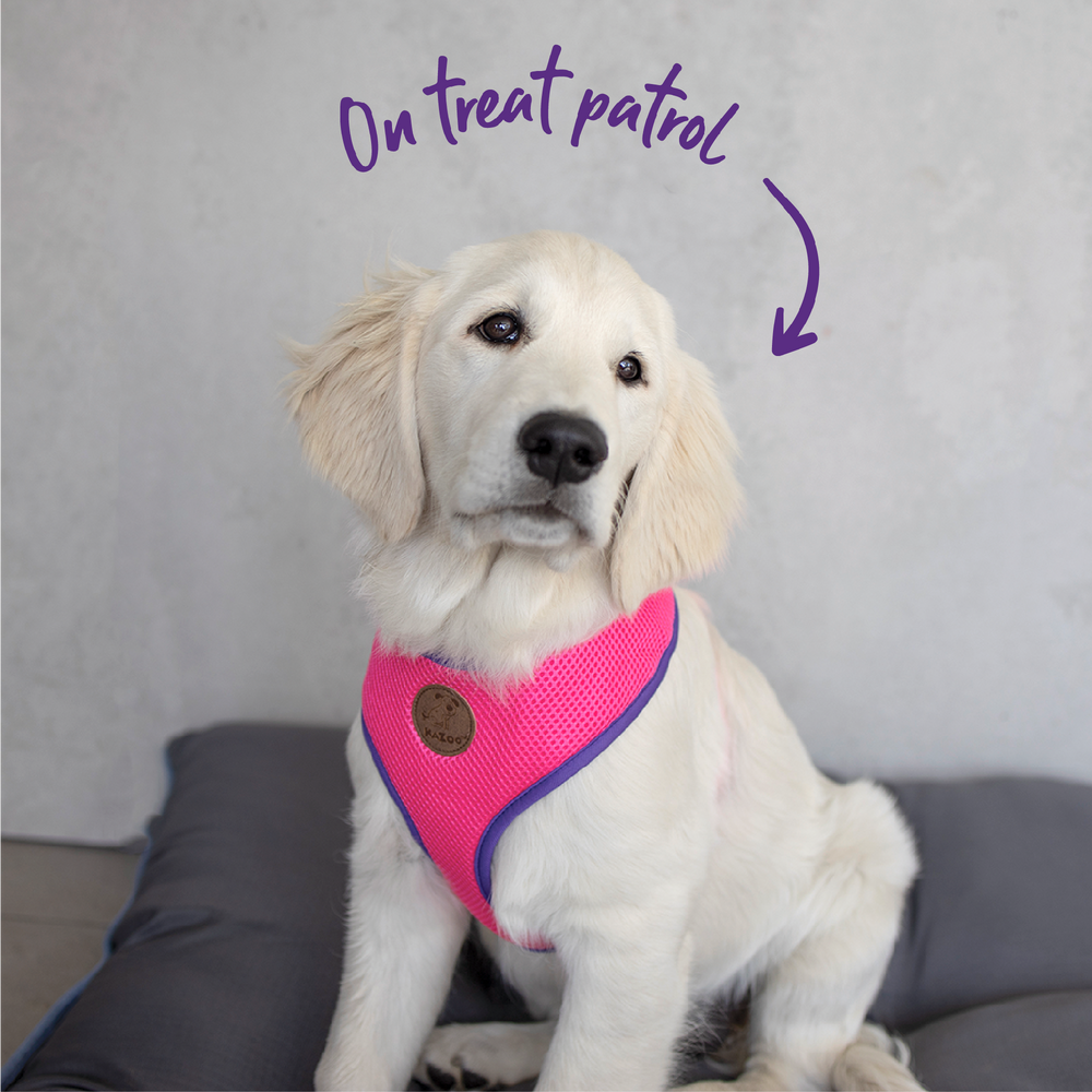 Kazoo Harness Soft Active Xs Bloom Burst