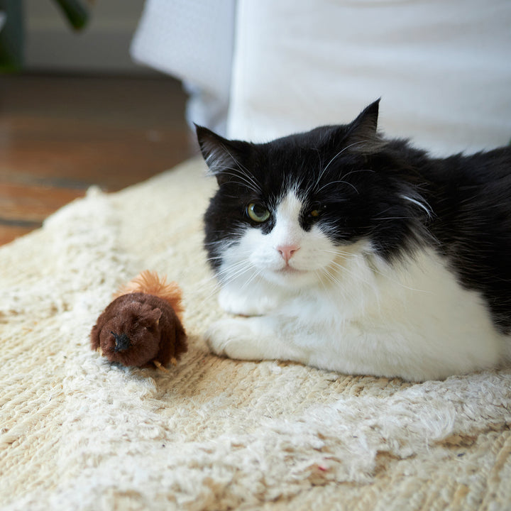 Kazoo Cat Toy Squishy Squirrel