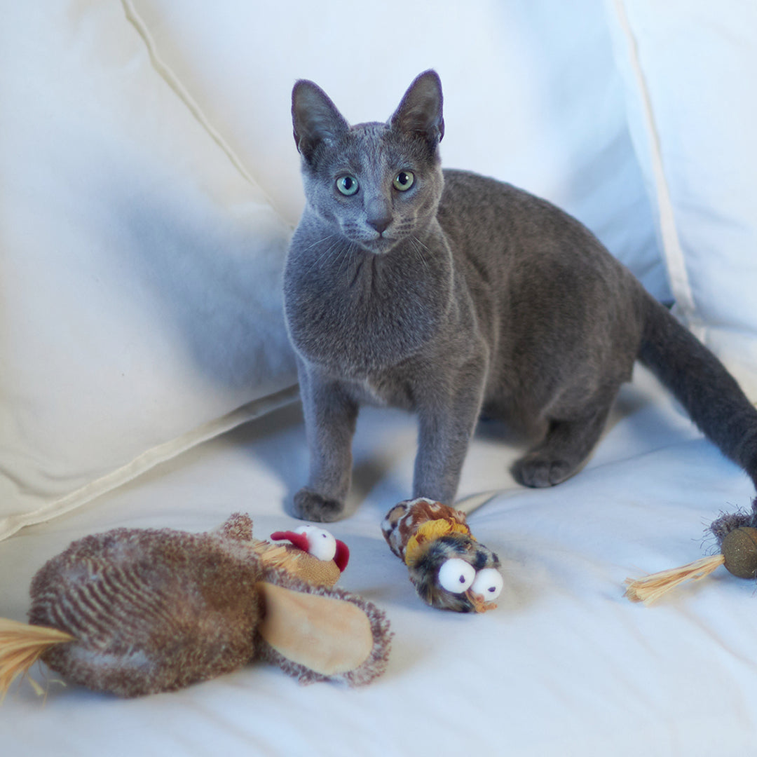 Kazoo Cat Toy Velcro Worm