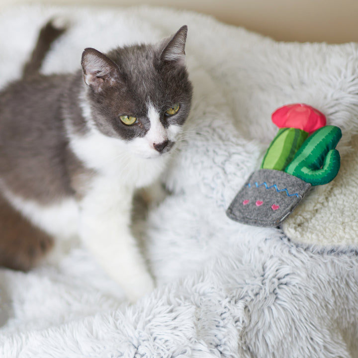 Kazoo Cat Toy Cactus Garden