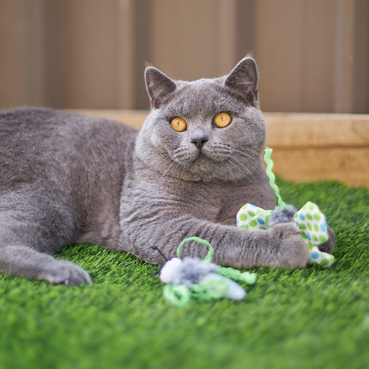 Kazoo Cat Toy Flutterby 2pack