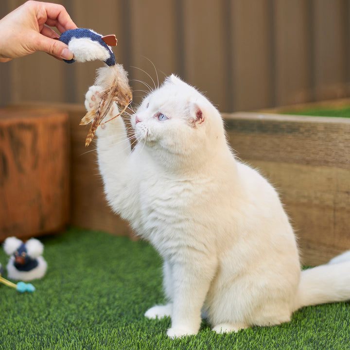 Kazoo Cat Toy Chirpy Birdwsound