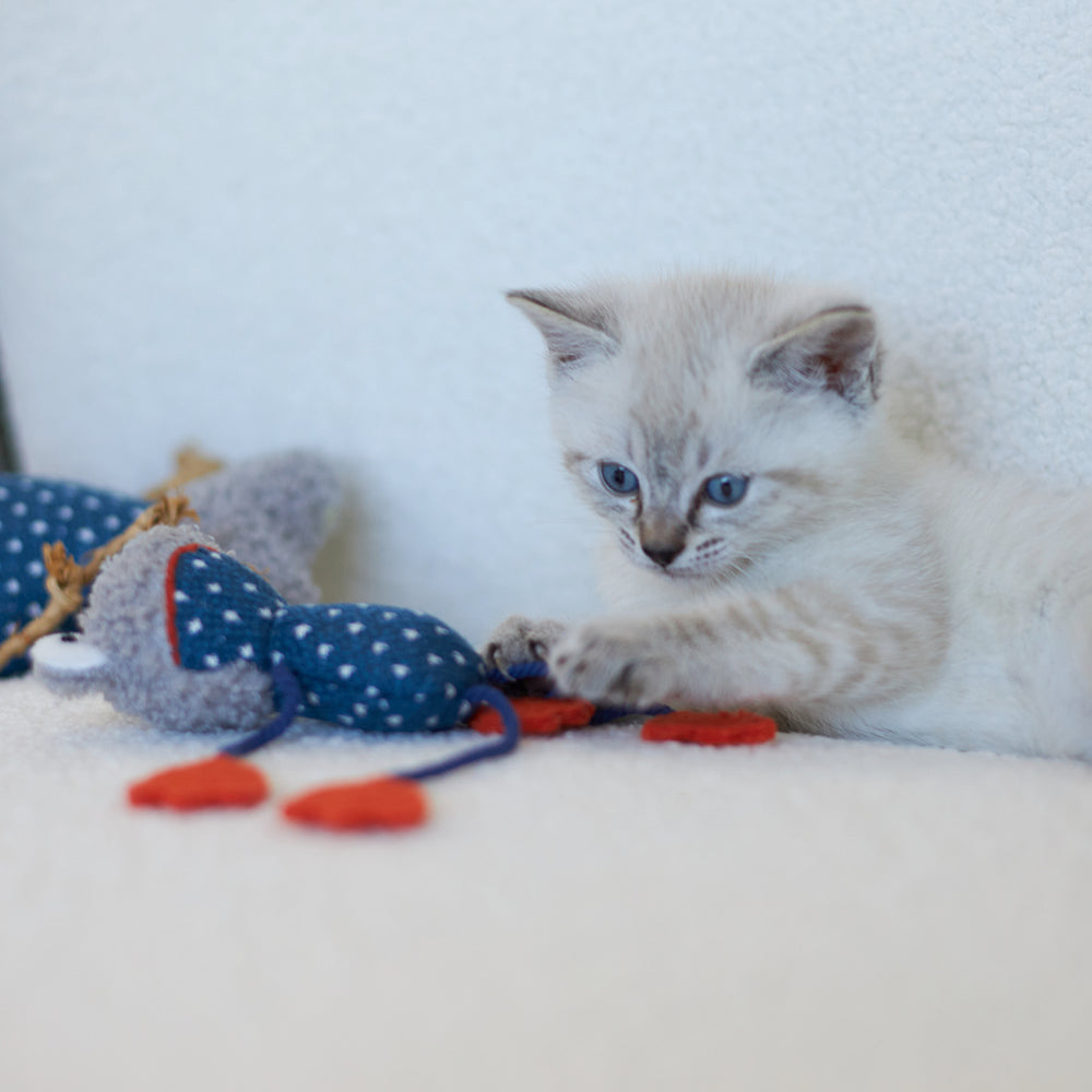 Kazoo Cat Toy Floppy Frog