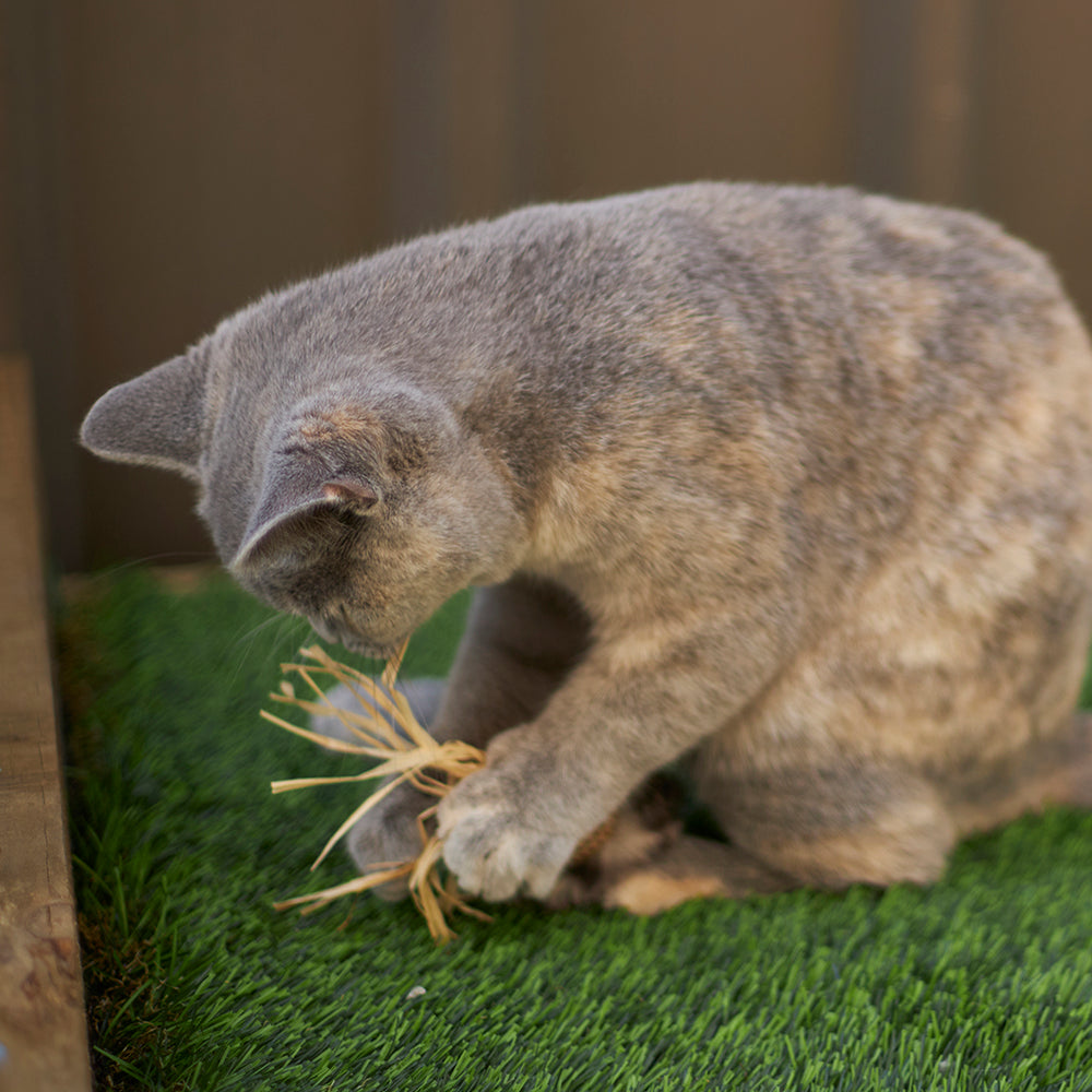 Kazoo Cat Toy Hooty Owlwcatnip