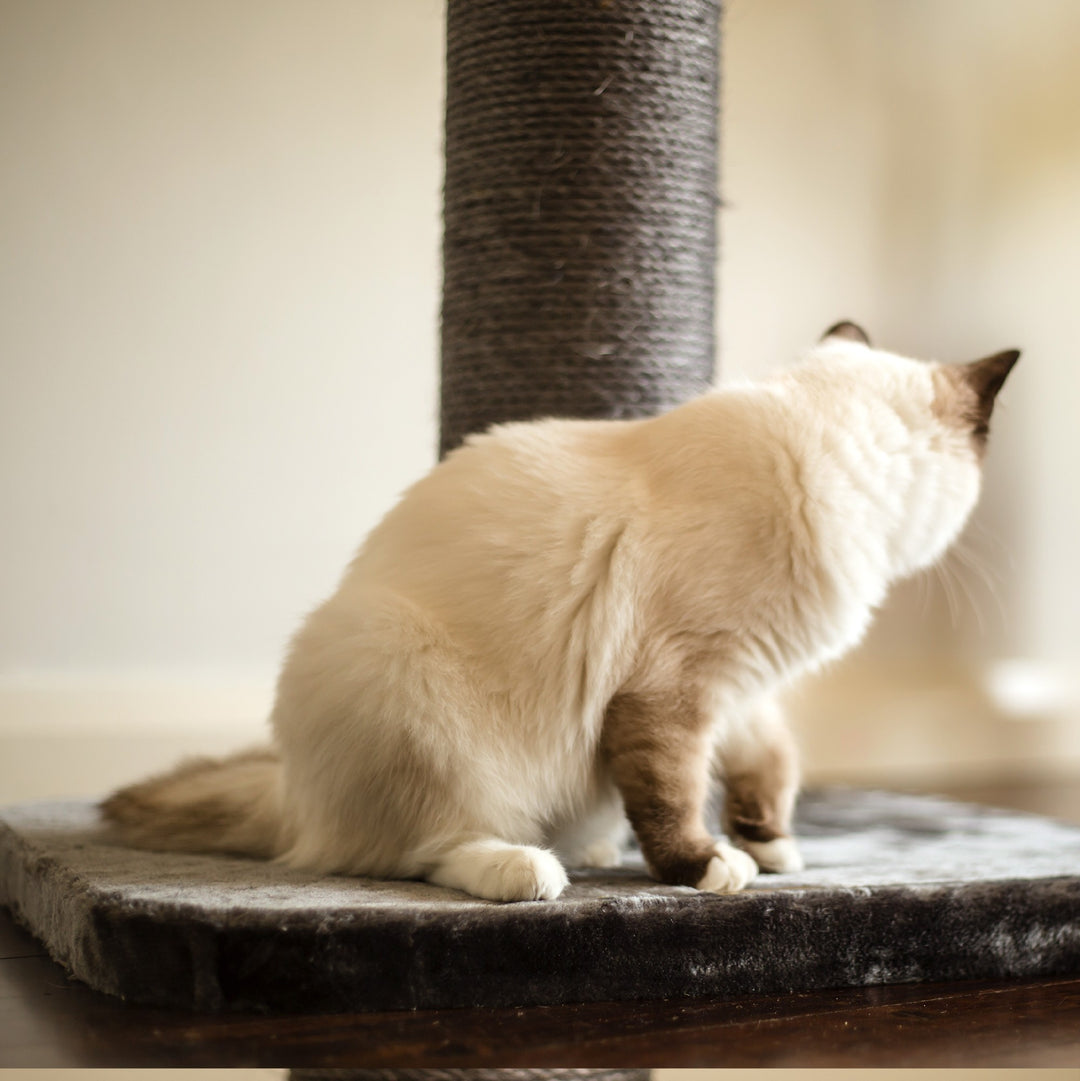 Kazoo Cat Scratch Pole Large Cream