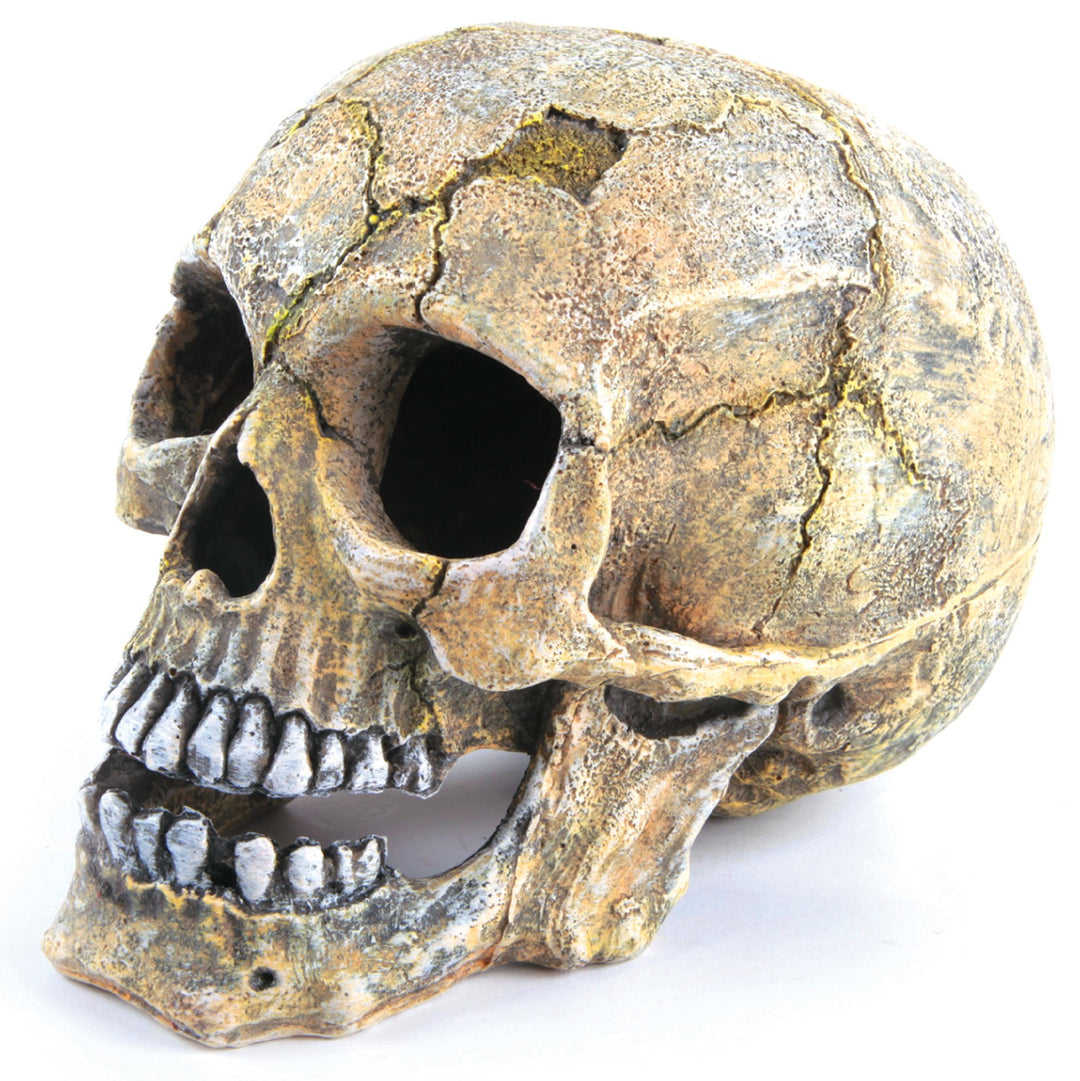 Kazoo Ornament Skull Large