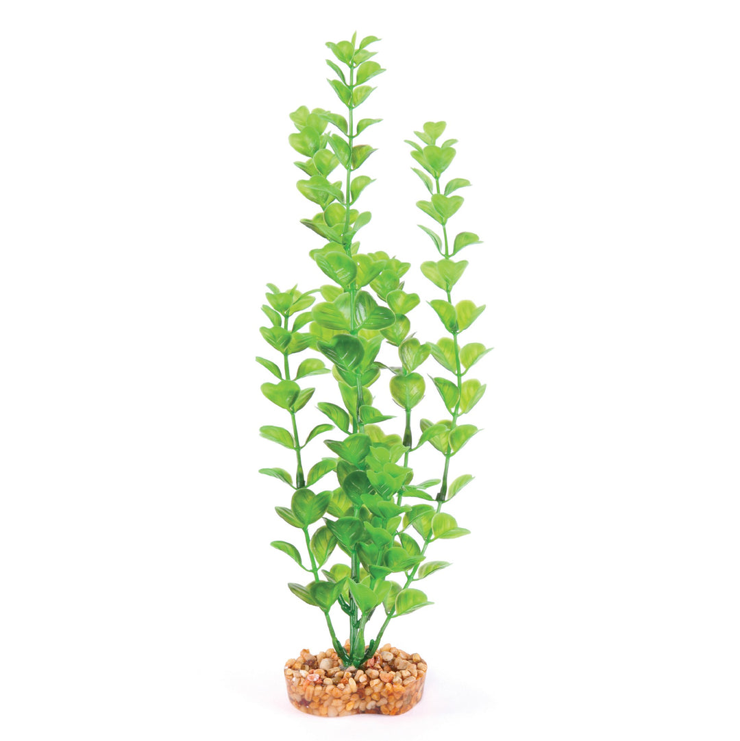 Kazoo Aquarium Plants Medium Leaf Green - M 30cm