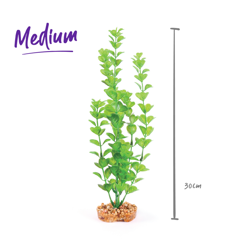 Kazoo Aquarium Plants Medium Leaf Green - M 30cm