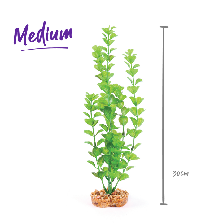 Kazoo Aquarium Plants Medium Leaf Green - M 30cm
