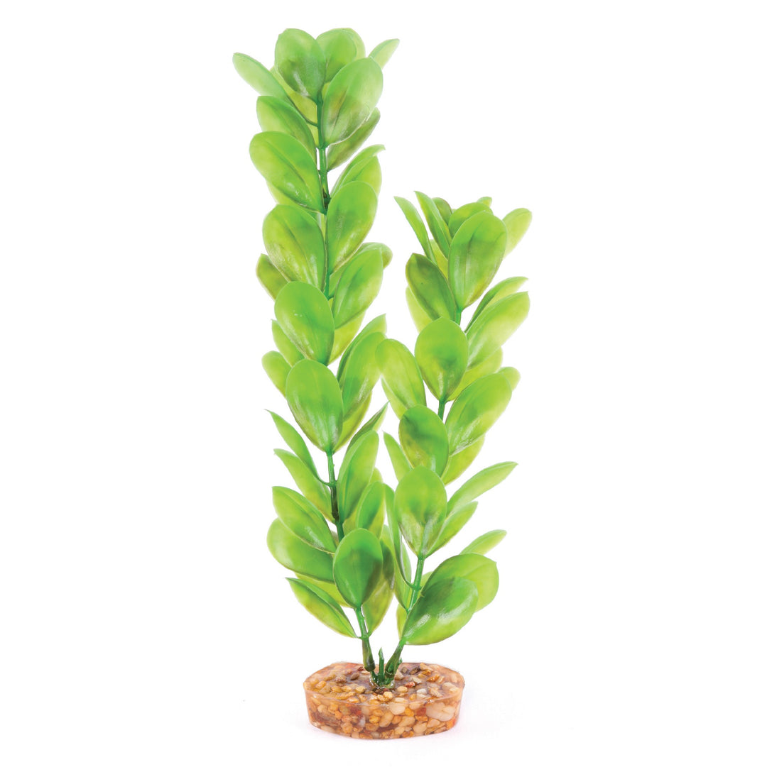 Kazoo Aquarium Plants Large Leaf Green - M 30cm
