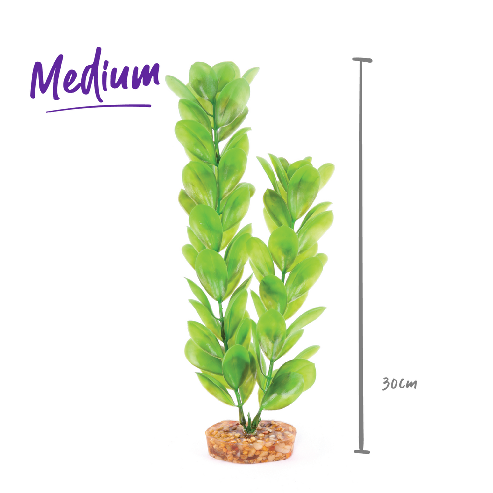Kazoo Aquarium Plants Large Leaf Green - M 30cm