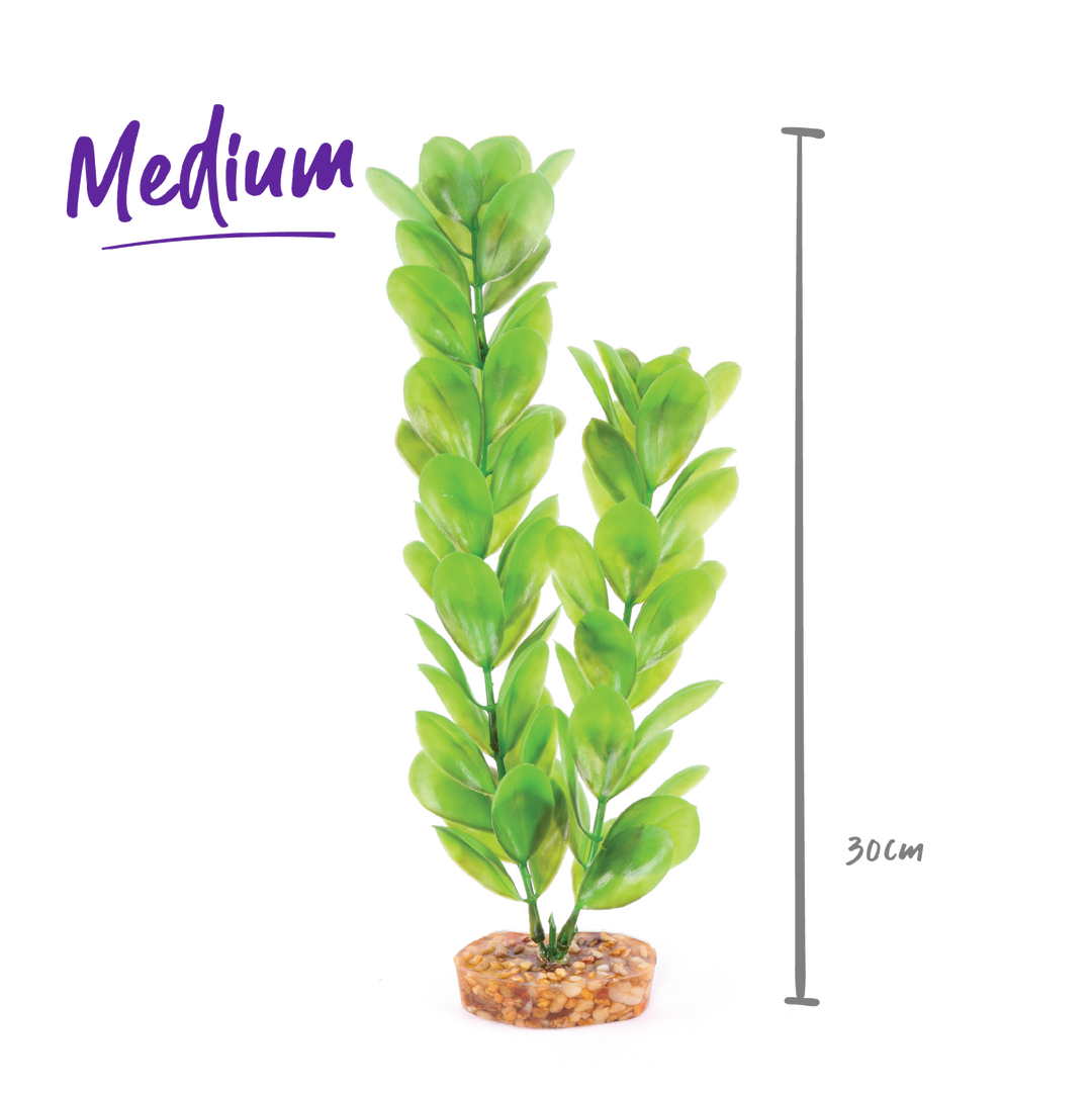 Kazoo Aquarium Plants Large Leaf Green - M 30cm