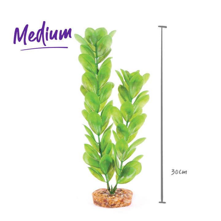 Kazoo Aquarium Plants Large Leaf Green - M 30cm