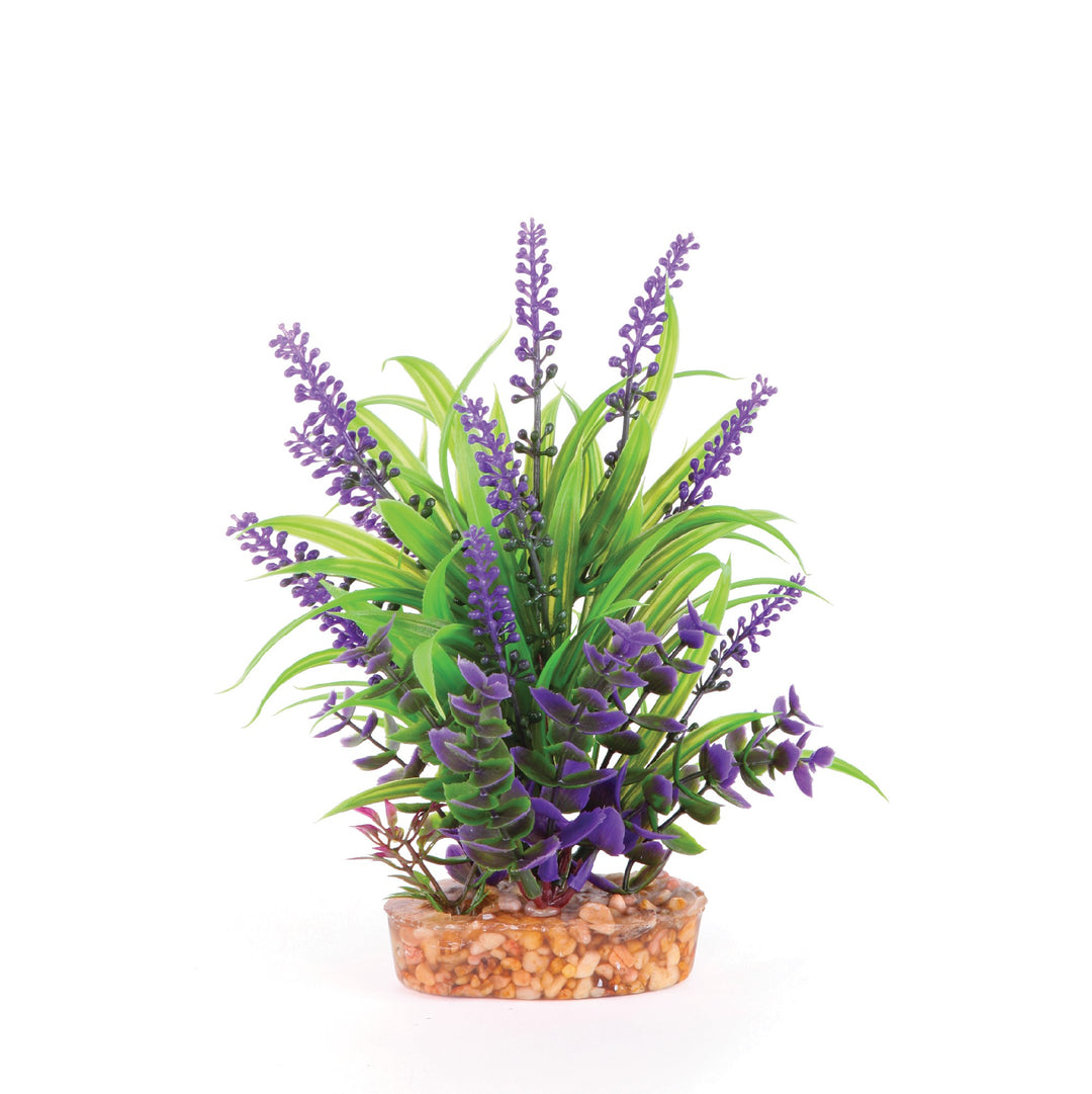 Kazoo Aquarium Plants Combo Thin Leaf W/purp Flower - M 20cm