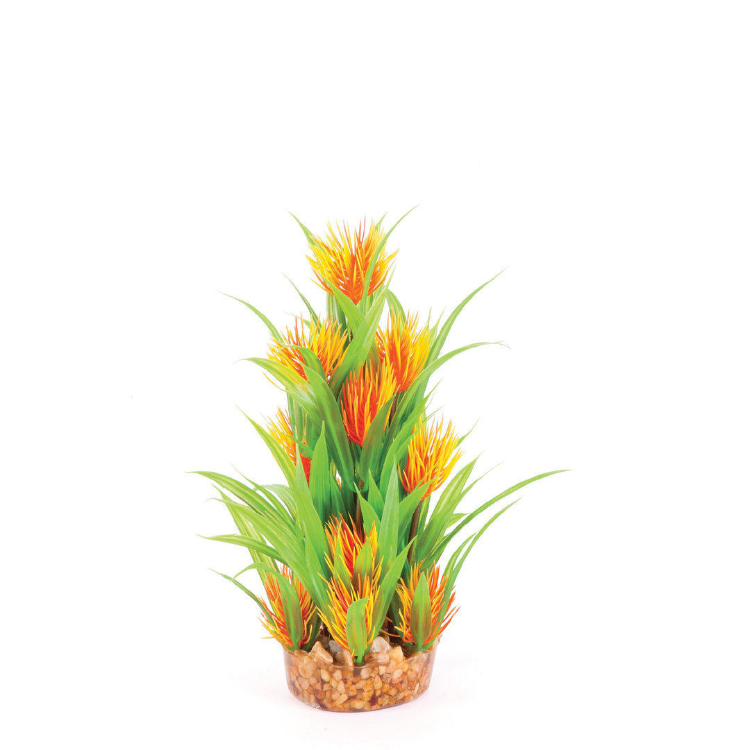 Kazoo Aquarium Plants Combo Thin Leaf W/oran Flower -m 20cm