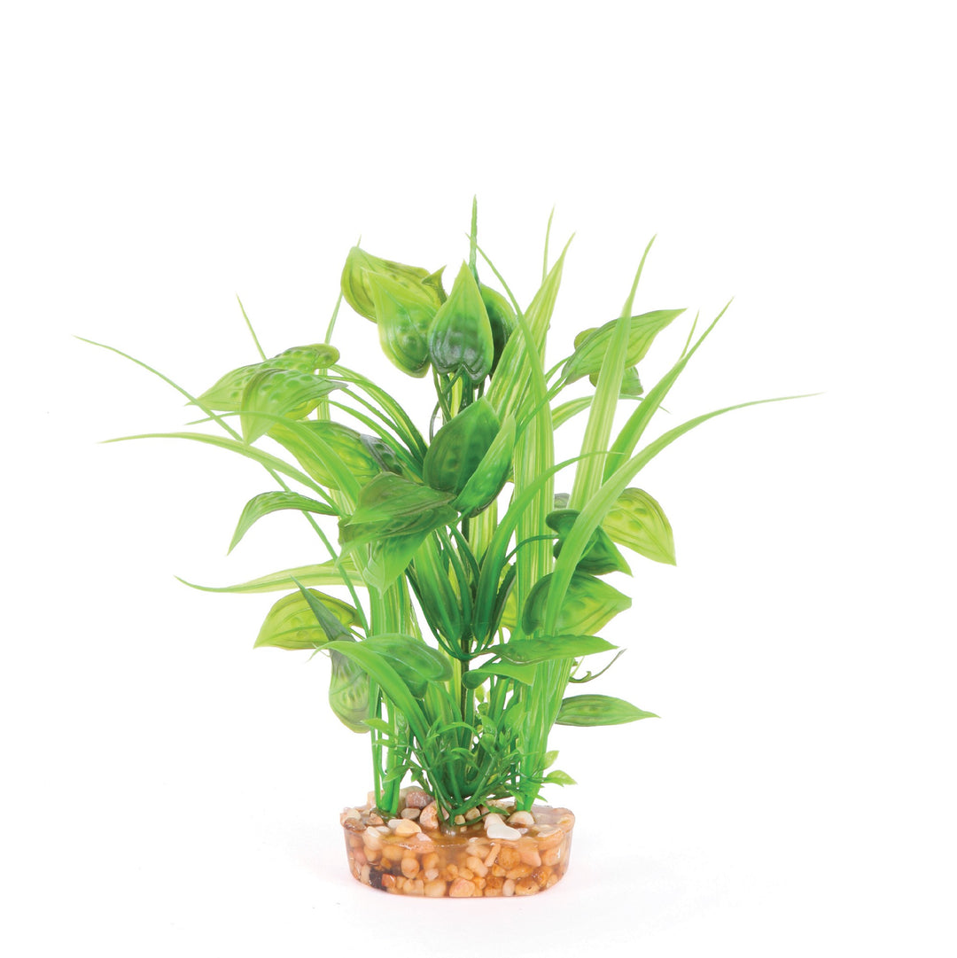 Kazoo Aquarium Plants Combo Thin Leaf W/spot - M 20cm