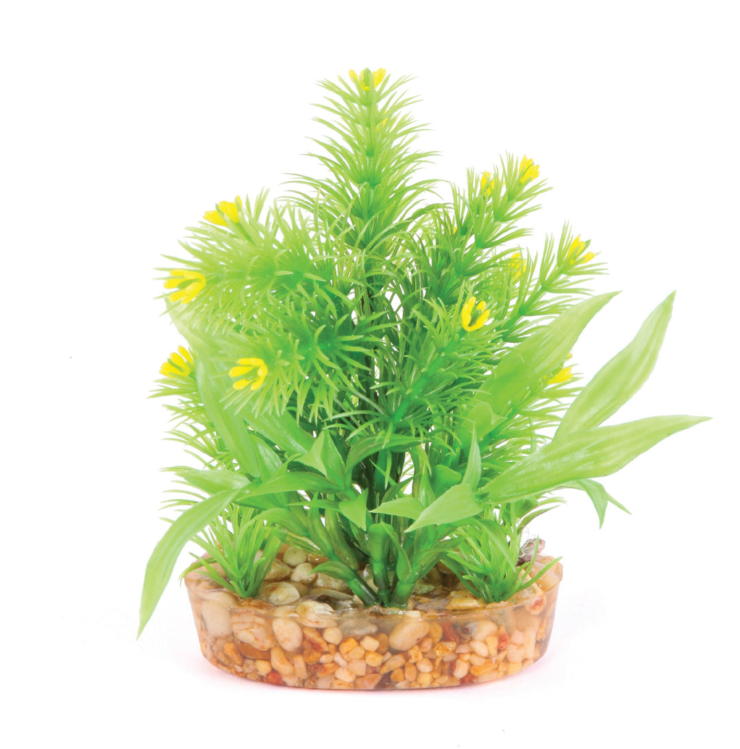 Kazoo Aquarium Plants Combo Bush W/yellow Flower S - 15cm