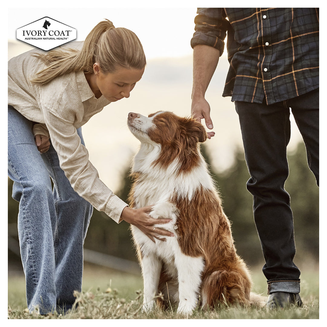 Ivory Coat K9 Adult Lamb & Kangaroo 2kg