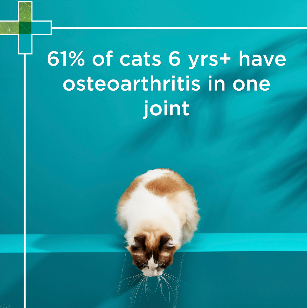 Paw Osteosupport Cats 60pk